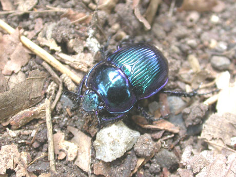 自然の中に 採集紀行 きまぐれ放浪記 2005年のきまぐれ放浪記