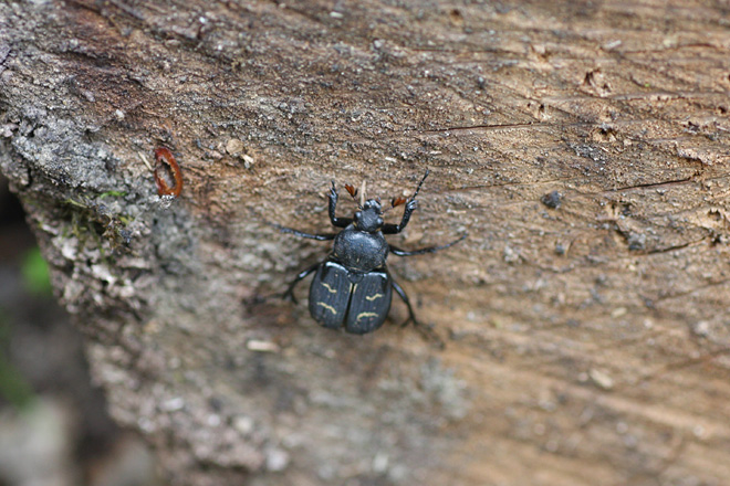 オオトラフコガネ オオトラフコガネ