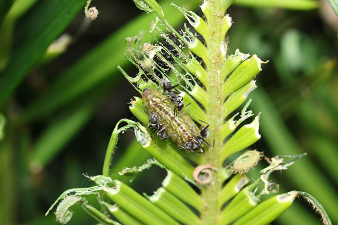 クロマダラソテツシジミの幼虫