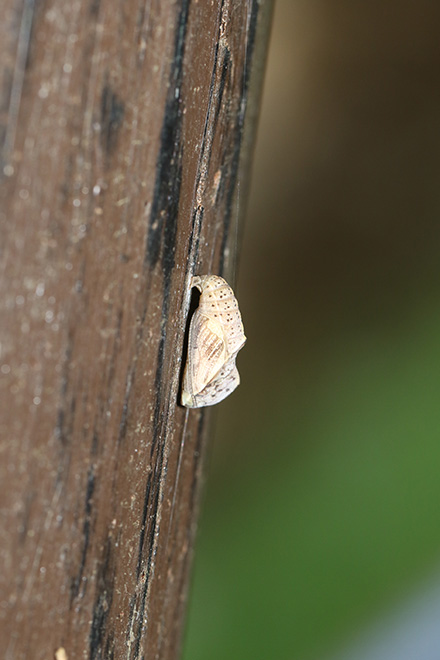 テングチョウの蛹